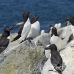 razorbill_msi_h_2179_can1297.jpg